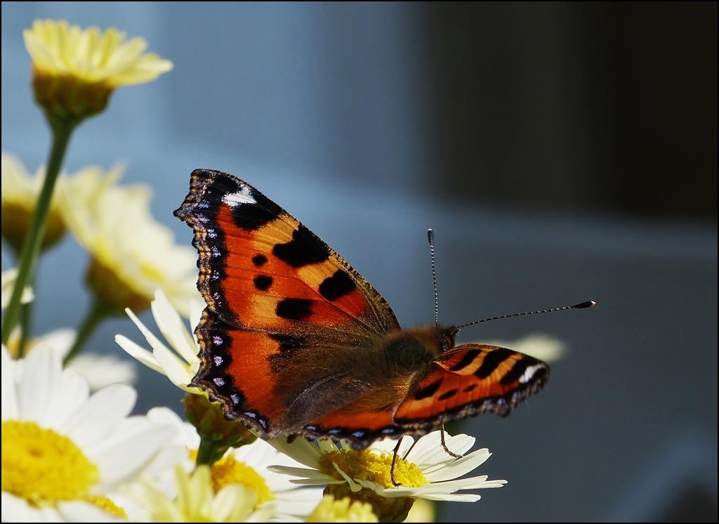 . Ein Kleiner Fuchs (Aglais urticae) in seiner ganzen Pracht. 10.07.2013 (Jeanny) 