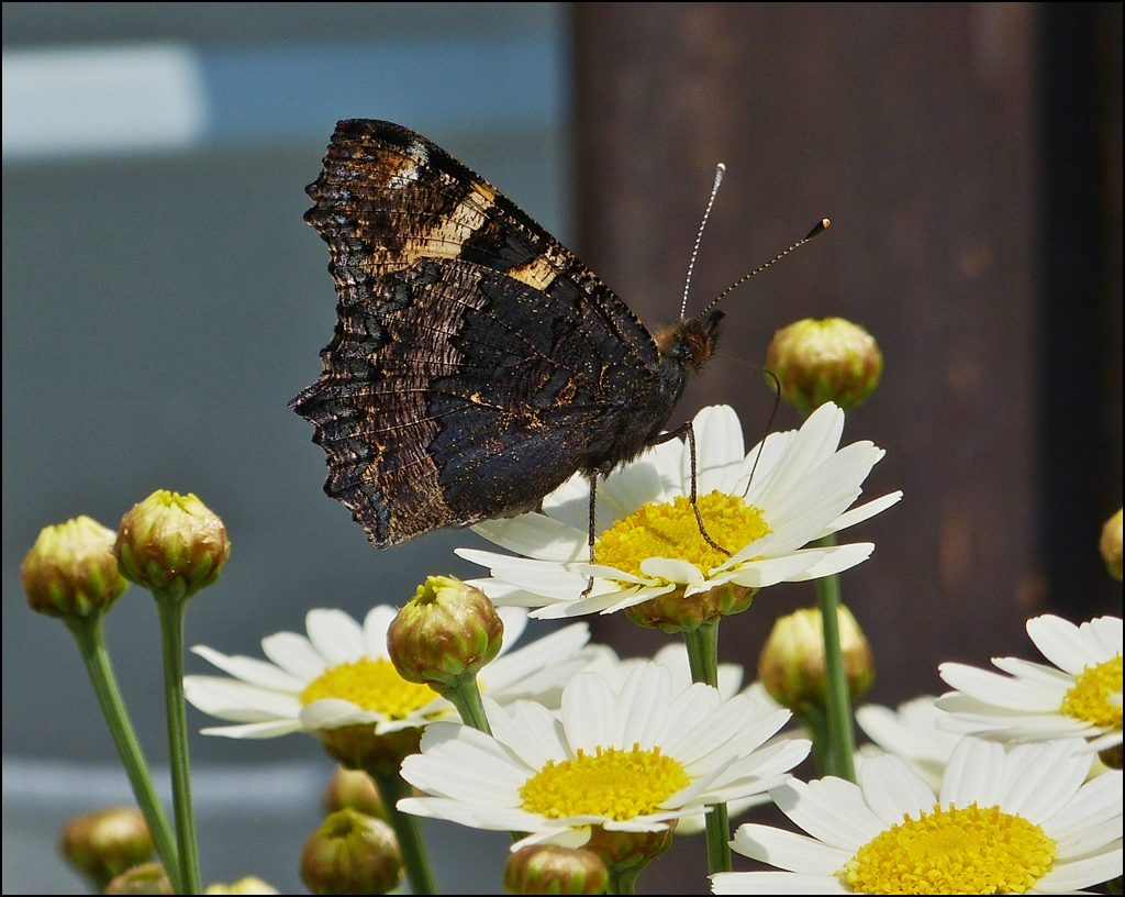 . Ein kleiner Kleiner Fuchs (Aglais urticae) beim Besuch der Margeriten in unserem Garten. 07.07.2013 (Jeanny)  
