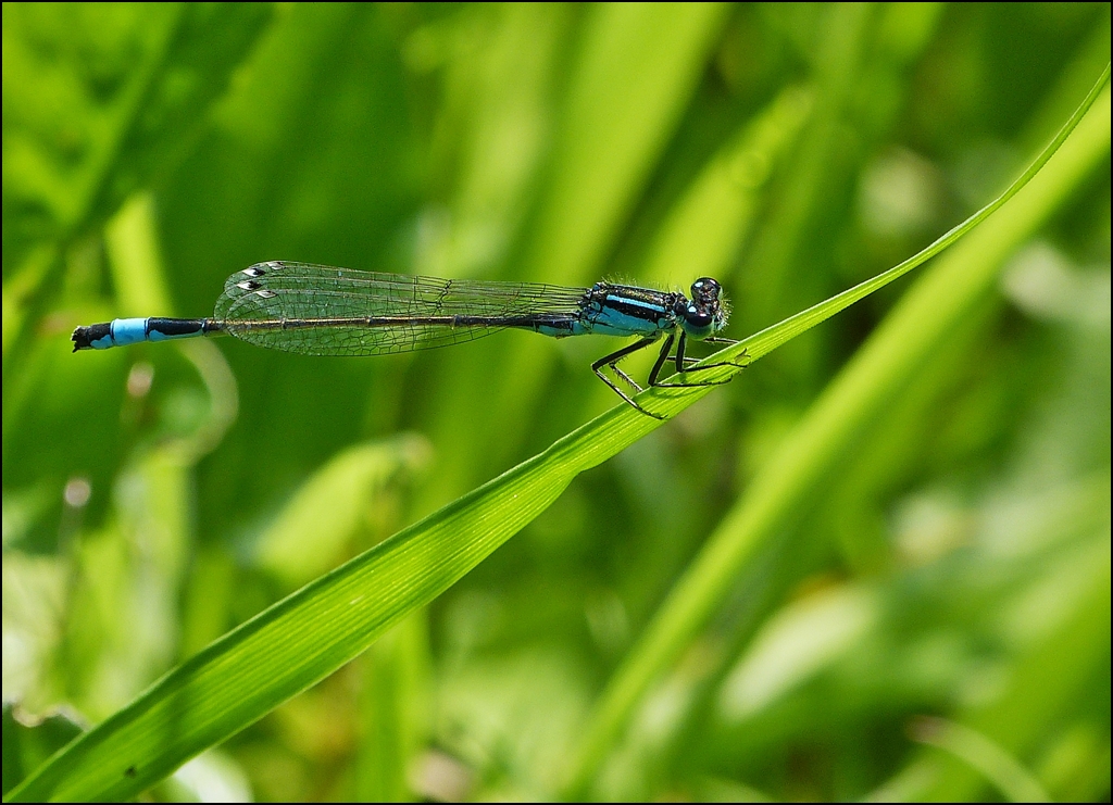 . Ein Mnnchen der Groen Pechlibelle (Ischnura elegans) wiegt sich im Wind an der Biwenerbach in Bavigne. 08.07.2013 (Jeanny)                   