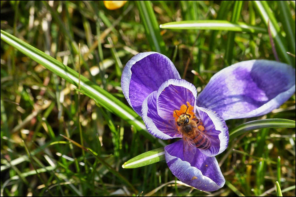 . Frhling 2013 - Die Honigbiene muss sich vorkommen, wie im Schlaraffenland. 07.04.2013 (Jeanny)