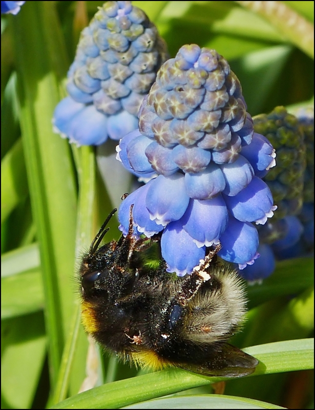 . Frhling 2013 - Eine Hummel mit diversen Untermietern auf Nahrungssuche. 18.04.2013 (Jeanny)