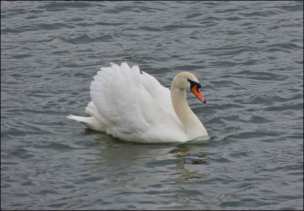 . Frhling 2013 - Gemchlich lsst sich der Schwan auf der Mosel treiben. 08.04.2013 (Jeanny)