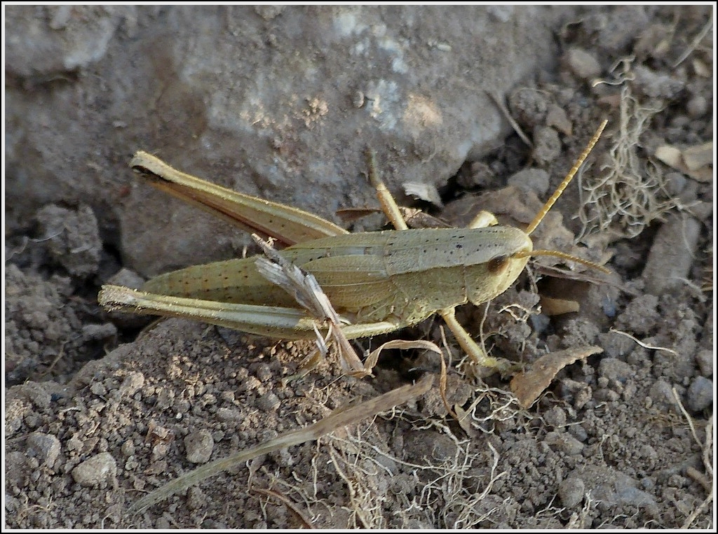 . Groe Goldschrecke (Chrysochraon dispar) Weibchen, aufgenommen an einer Waldlichtung am 18.07.2013. (Hans)