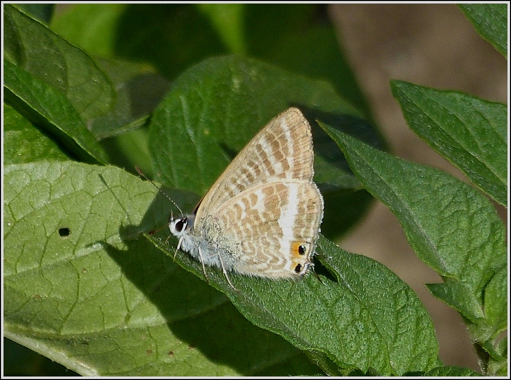 . Groer Wanderbluling (Lampides boeticus) mit geschlossenen Flgeln. 10.08.2013  (Hans)