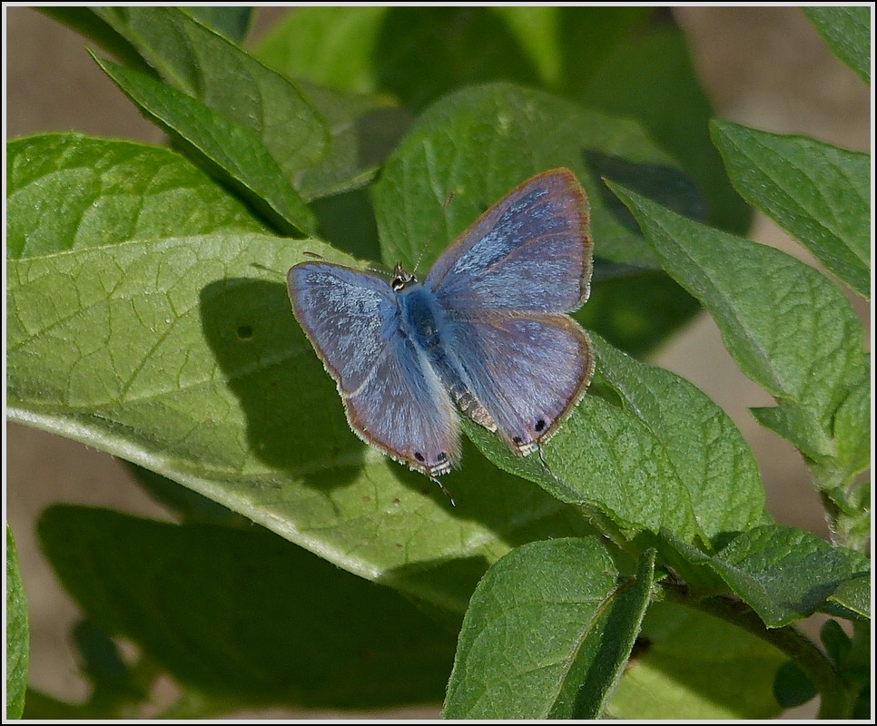 . Groer Wanderbluling (Lampides boeticus) liess sich am 10.08.2013 auf dem Kartoffellaub in unserem Garten fr kurze Zeit nieder. (Hans)