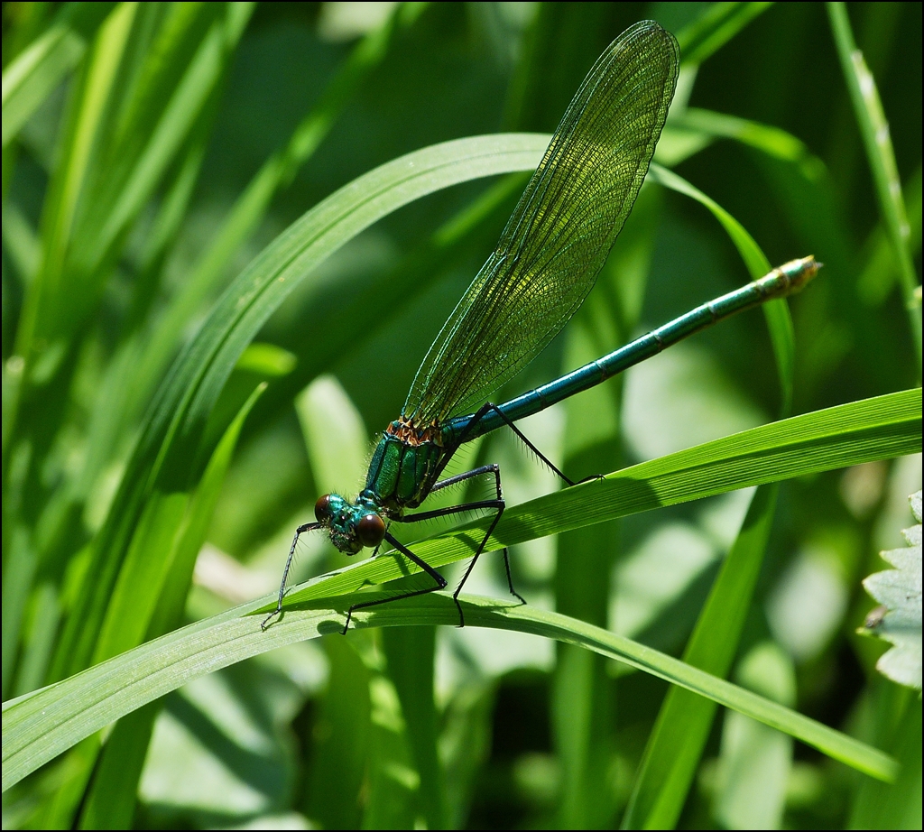 . Gut getarnt verbirgt sich ein Weibchen der Gebnderten Prachtlibelle (Calopteryx splendens) im dichten Uferbewuchs in der Nhe der Misresbrck. (Jeanny)     