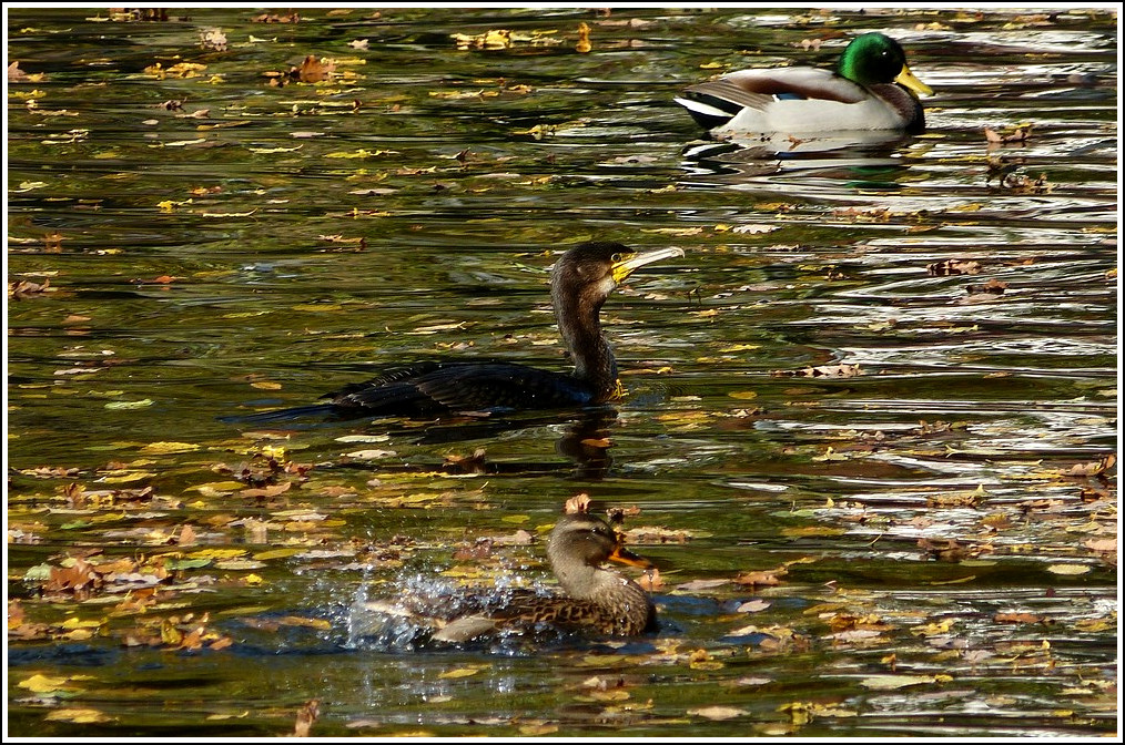 - Herbst an der Sauer - Ein Kormoran schwimmt friedlich mit zwei Stockenten auf der von Laub bersten Sauer in Bourscheid. 06.11.2011 (Jeanny)