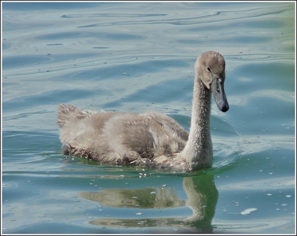 . Junger Schwan aufgenommen am Genfersee am 02.08.2008. (Hans)