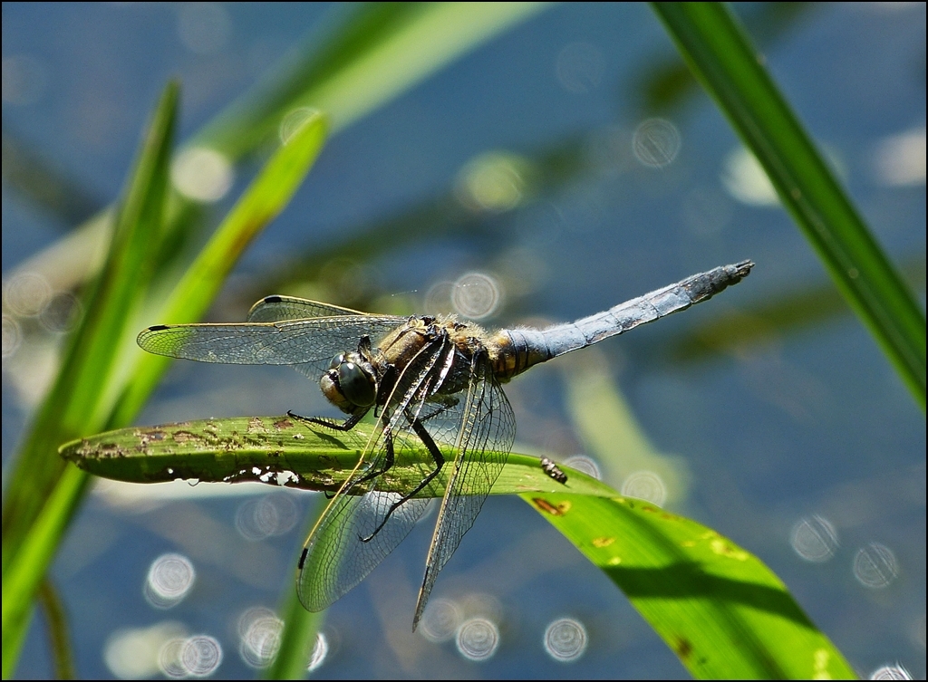 . Landung in extremis geglckt fr das Mnnchen des Groen Blaupfeils (Orthetrum cancellatum). 08.07.2013 (Jeanny) 