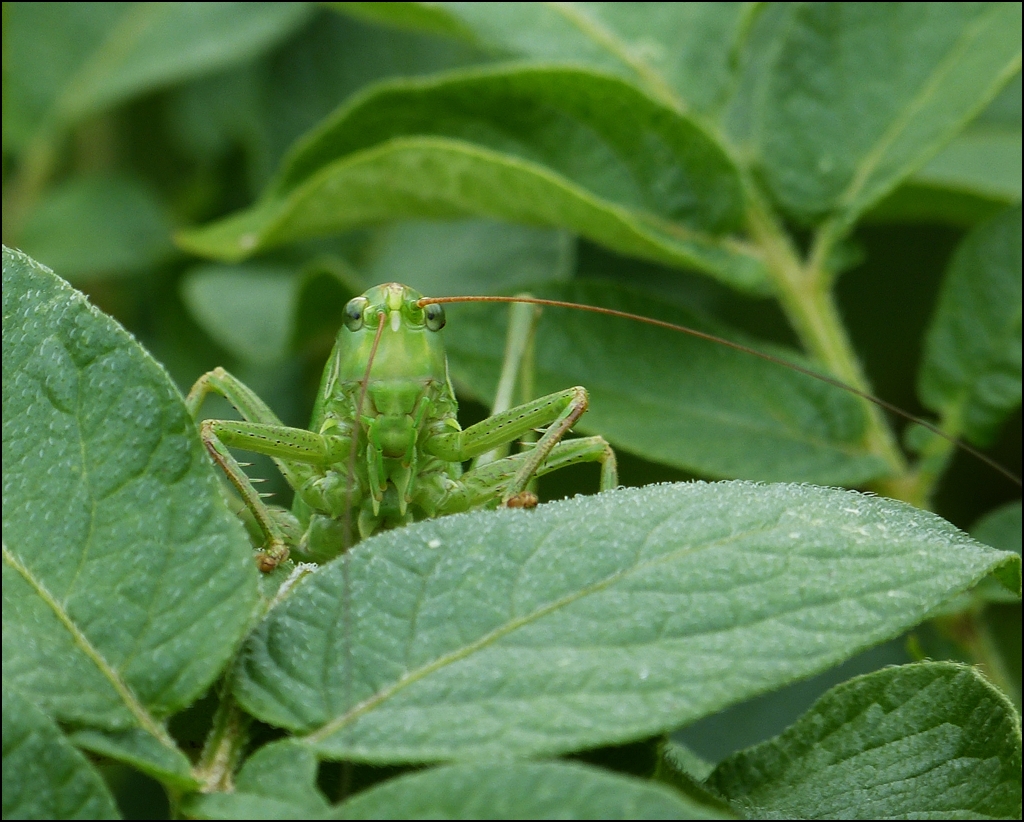 . Neugierig schaut sich das Grne Heupferd (Tettigonia viridissima) in unserem Garten um. 31.07.2013 (Jeanny)