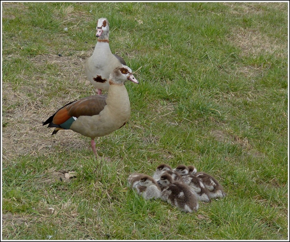 . Nilgans Prchen mit ihren Jungen aufgenommen am Ufer der Mosel in Oberbillig am 08.04.2013. (Hans)