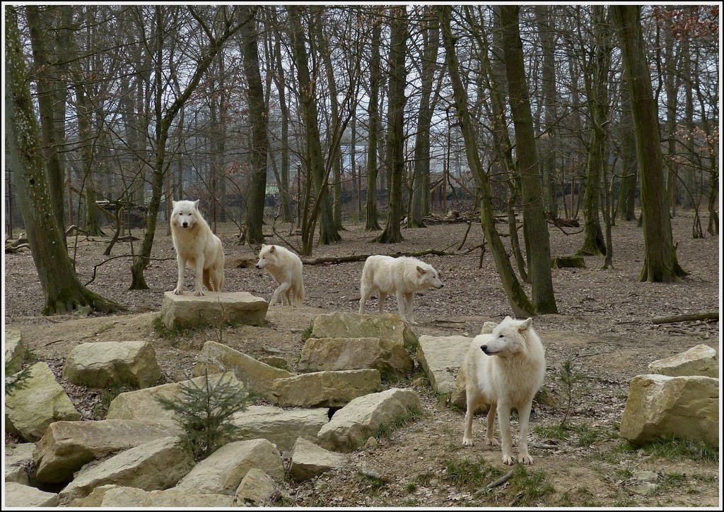 . Polarwlfe aufgenommen im Mrchenpark von Bettembourg. 05.04.2013 (Hans)