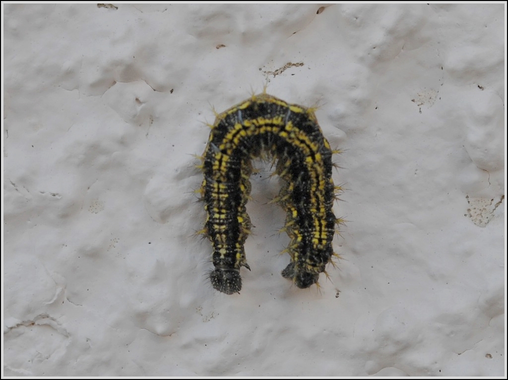 . Raupe vom Kleinen Fuchs (Aglais urticae) an einer Hauswand.  11.08.2013   (Hans)