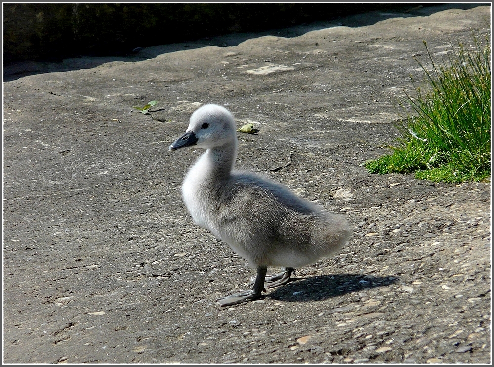 ... unternimmt der Jungschwan einen Ausflug. 23.05.10 (Jeanny)