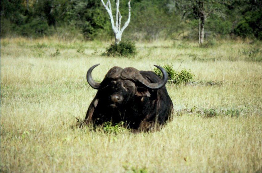 1990 im Sabi Sabi Private Game Reserve auf einer Fotosafari begegneten wir diesem ruhenden afrikanischen Bffel. Er gehrt zu den sogenannten  Big Five 