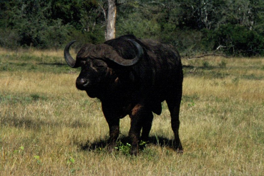 1990 im Sabi Sabi Private Game Reserve in Sdafrika: Ein afrikanischer Bffel hat sich erhoben