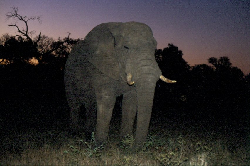 1990 im Sabi Sabi Private Game Reserve stieen wir bei der abendliche Fotosafari-Ausfahrt auf diesen Elefantenbullen