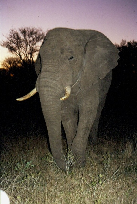 1990 im Sabi Sabi Private Game Reserve stieen wir bei der abendlichen Ausfahrt der Fotosafari auf diesen Elefanten