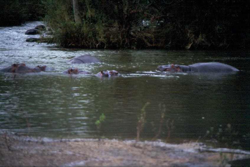1990 im Sabi Sabi Private Game Reserve in Sdafrika: eine Flupferdfamile badet im Flu
