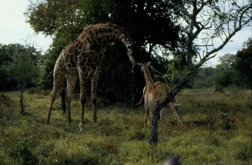 1990 im Sabi Sabi Private Game Reserve in Sdafrika: bei einer Fotosafari waren diese Giraffen zu sehen