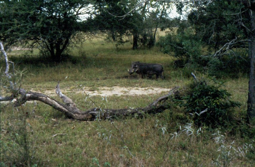 1990 im Sabi Sabi Privte Game Reserve in Sdafrika bei einer Fotosafari: ein Warzenschwein