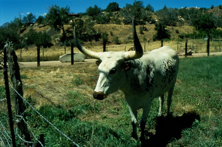 1998 in Arizona / USA. Nicht nur in Texas gibt es die berhmten  Longhorns . Einige wenige gibt es auch noch in anderen westlichen Staaten der USA. (Dia)