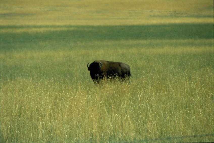 1998 irgendwo in der Prrie im Westen der USA. Ein amerikanischer Bison schaut neugierig zum Fotografen. (Dia)