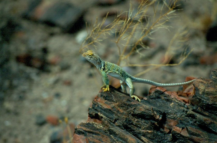 1998 im Petrified Forest National Park / USA. Diese kleine Echse, ein Halsbandleguan (Crotaphytus collaris), steht auf einem versteinerten Baumstamm und beugt kritisch den Fotografen, bereit zur sofortigen Flucht (Dia digitalisiert)