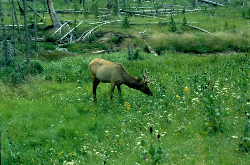 1998 im Yellowstone National Park, USA. Ein Waipiti Hirsch beim sen