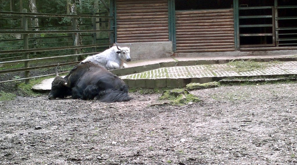 2 Bisons. Am 9.8.2011 in Tierpark Gera