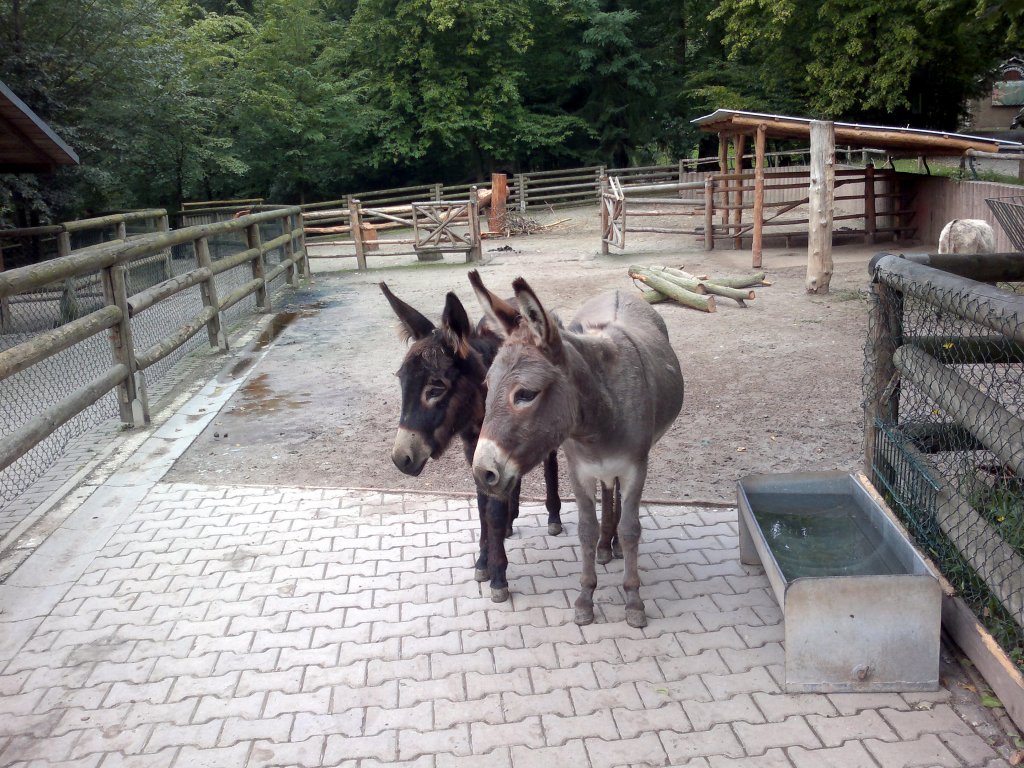 2 Esel. Am 9.8.2011 in Tierpark Gera