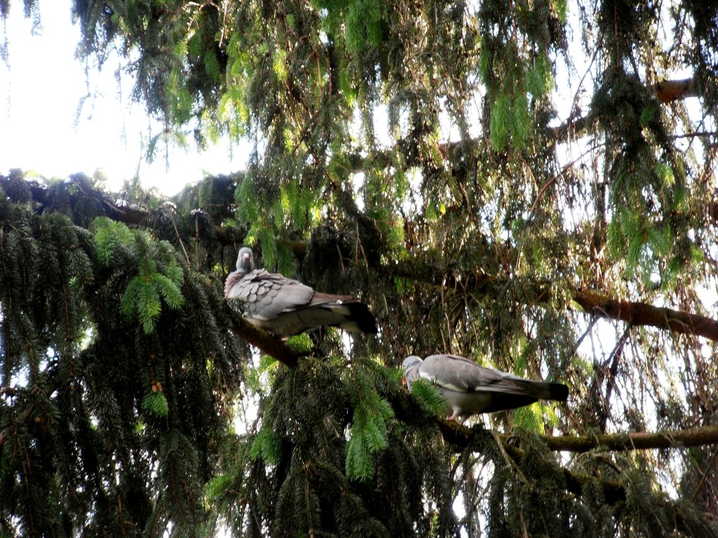 2 Holztauben auf dem Baum. Foto 27.05.2012