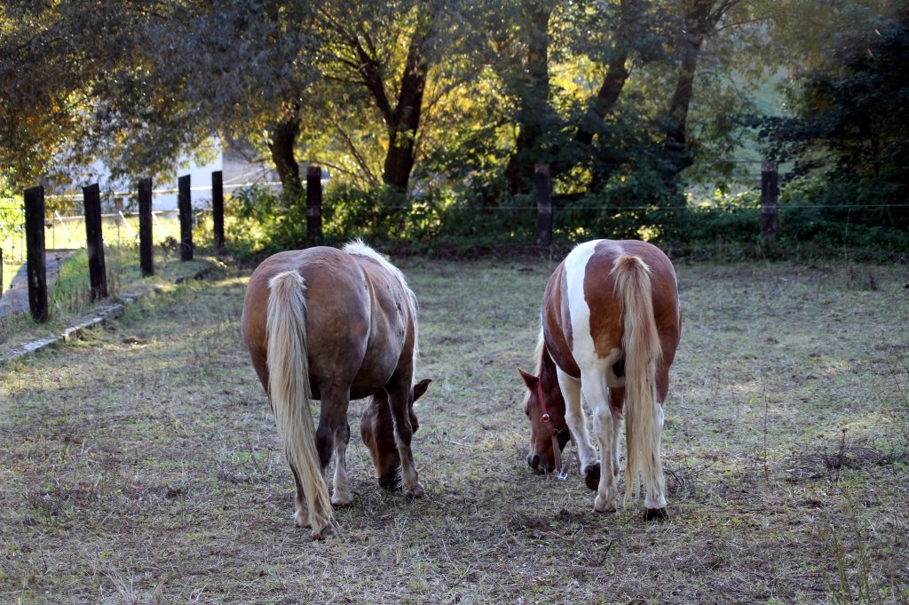 2 Pferde auf einer Koppel in Zeulenroda. Am 29.09.2011