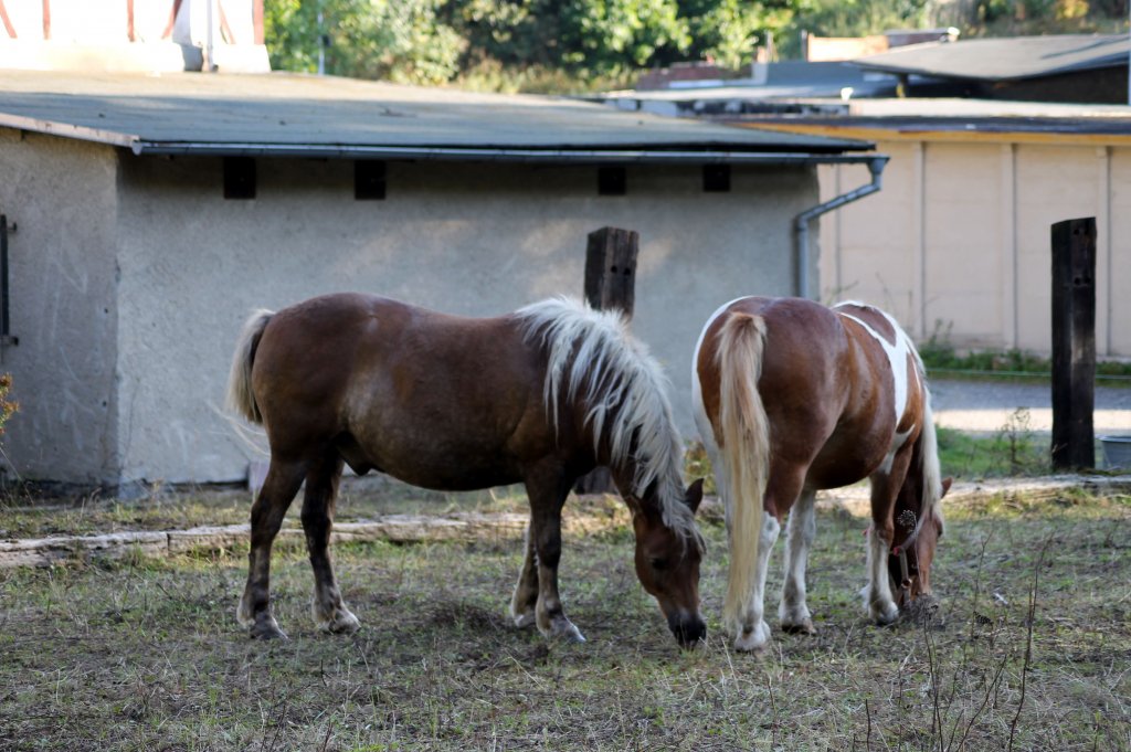 2 Pferde auf einer Koppel in Zeulenroda. Am 29.09.2011
