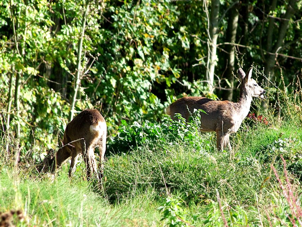 2 Rehe sen gemchlich in einer Waldlichtung;101009