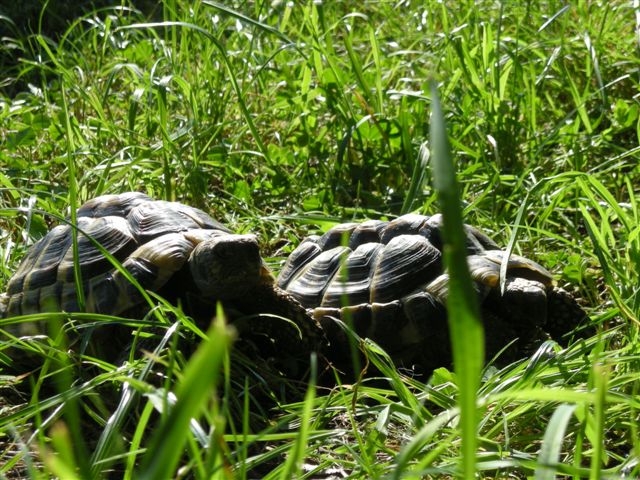 2 Schildkrten im Garten (15.9.2011)