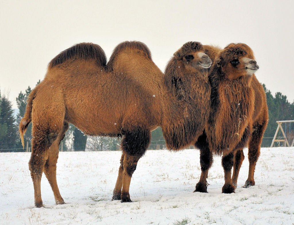 2 winterfeste Kamele auf einer Weide in Euskirchen-Kirchheim entdeckt - 07.01.2010