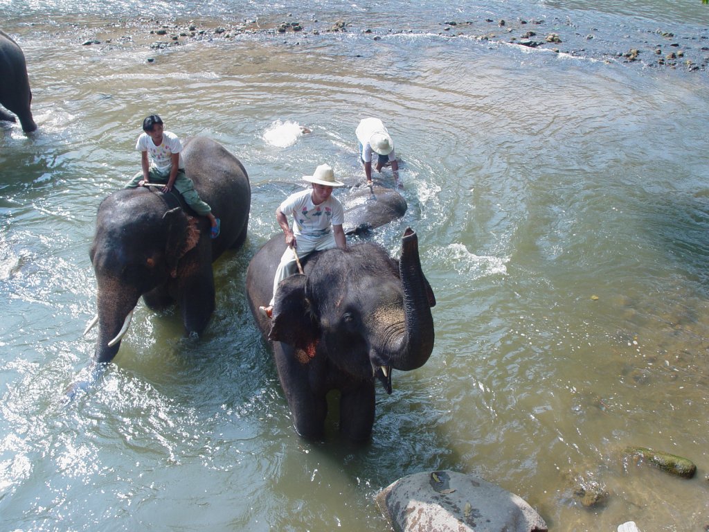 2009 in einem Elefantencamp bei Chiang Mai im Norden Thailands. Asitische Elefanten mit ihren Mahouts im Flu beim Baden