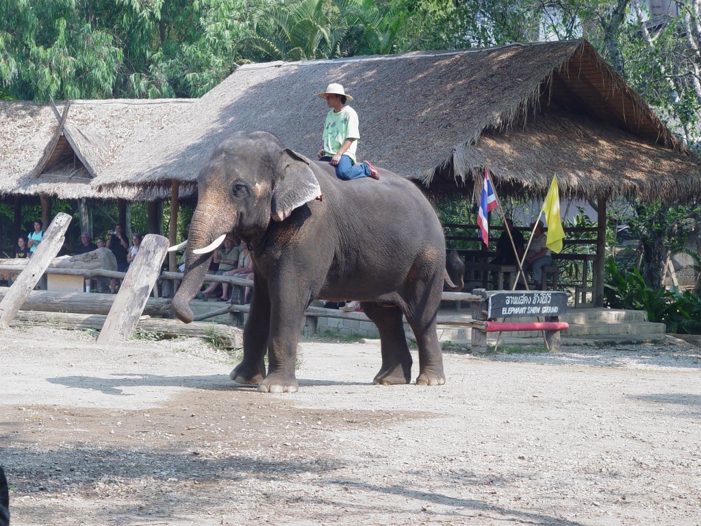 2009 in einem Elefantencamp bei Chiang Mai im Norden Thailands. Hier findet tglich eine Schau mit etlichen asiatischen Elefanten fr Touristen statt