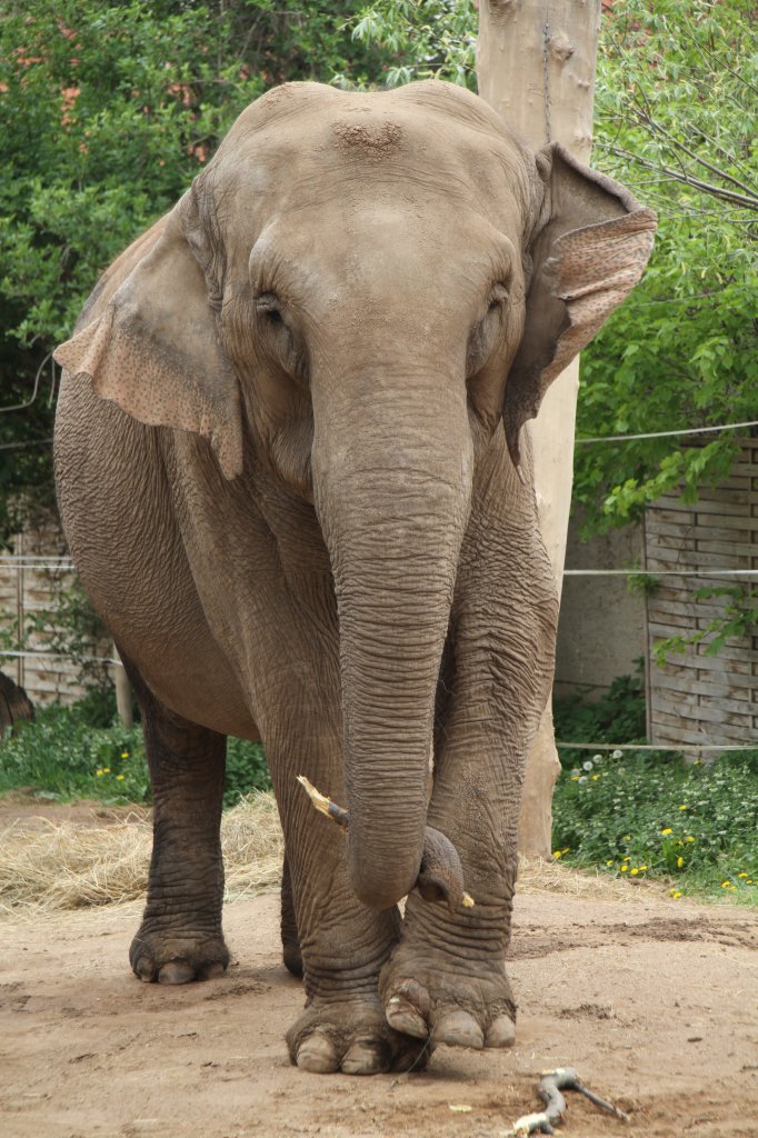 2010 gab es hier noch 2 Elefanten. Ceylon-Elefant (Elephas maximus maximus) am 2.5.2010 im Freizeitpark Memleben.