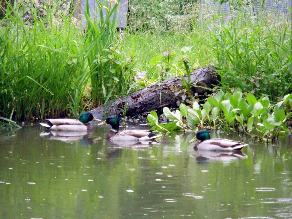 3 Enten im Teich. Foto 08.06.2012