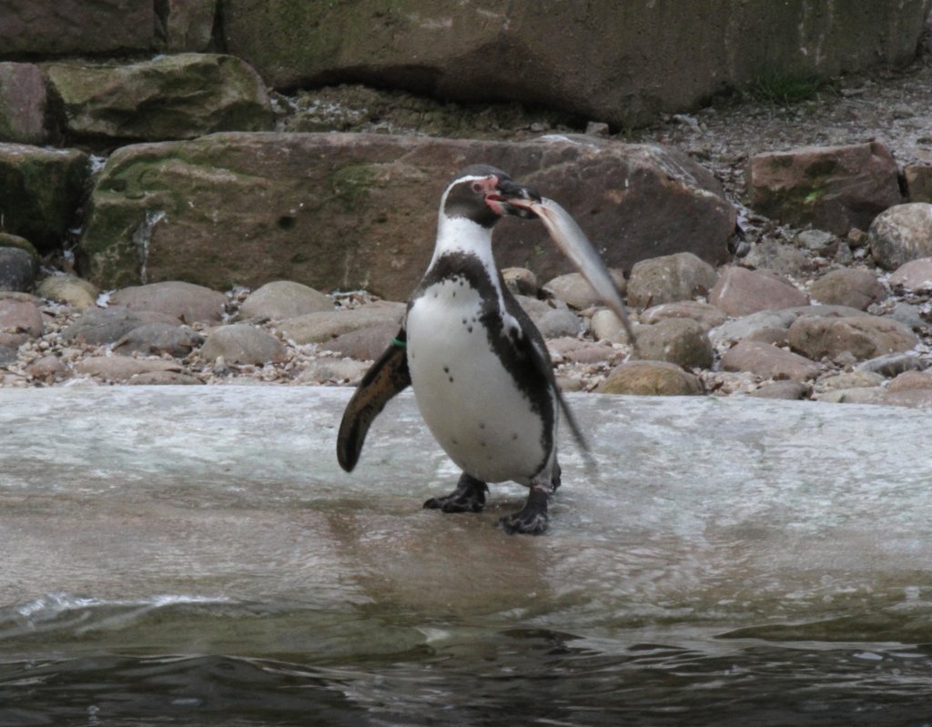 Ab wann ist der Fisch zu gro? Humboldt-Pinguin (Spheniscus humboldti) am 9.2.2010 im Zoo Karlsruhe.