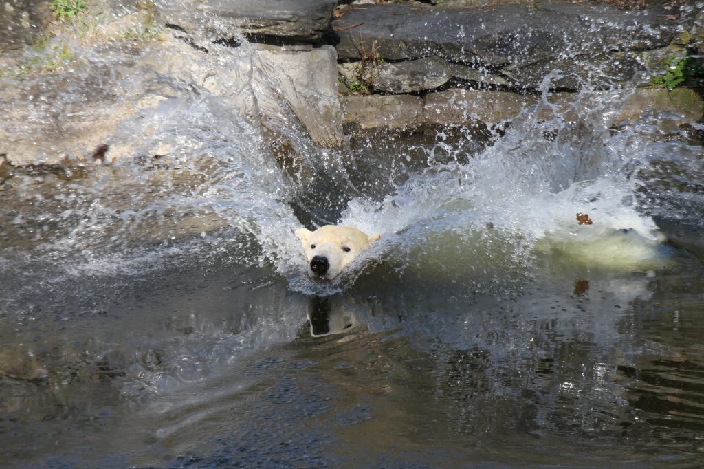 Aber bei diesem Bauchklatscher wird jeder berraschungsmoment zunichte gemacht und der Happen kann wegfliegen. Eisbr (Ursus maritimus) im Tierpark Berlin.