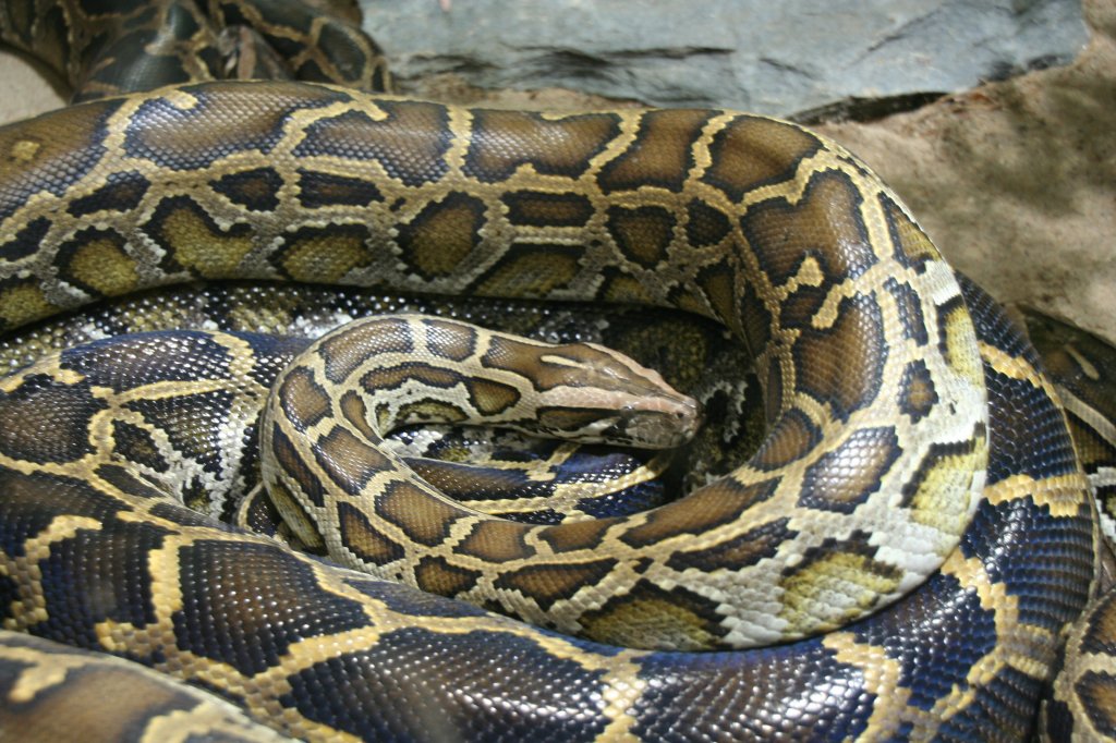 Abgottschlange (Boa constrictor) beim Liebesspiel am 12.12.2009 im Zoo-Aquarium Berlin.