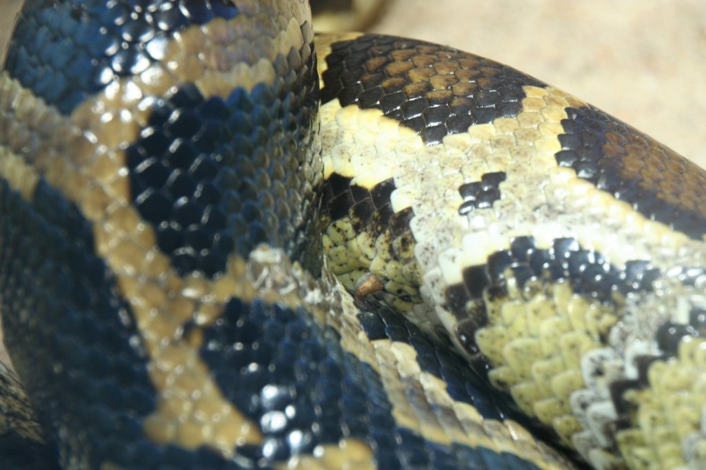 Abgottschlange oder Knigsboa (Boa constrictor) bei Liebesakt am 12.12.2009 im Zoo-Aquarium Berlin.