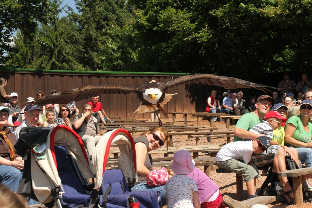 Achtung, Tiefflieger. Weikopfseeadler (Haliaeetus leucocephalus) bei einer Flugschau am 4.6.2010 im Vogelpark Steinen.

