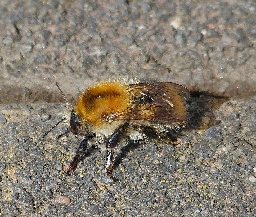 Ackerhummel (Bombus pascuorum) aufgenommen am 05.06.2013.