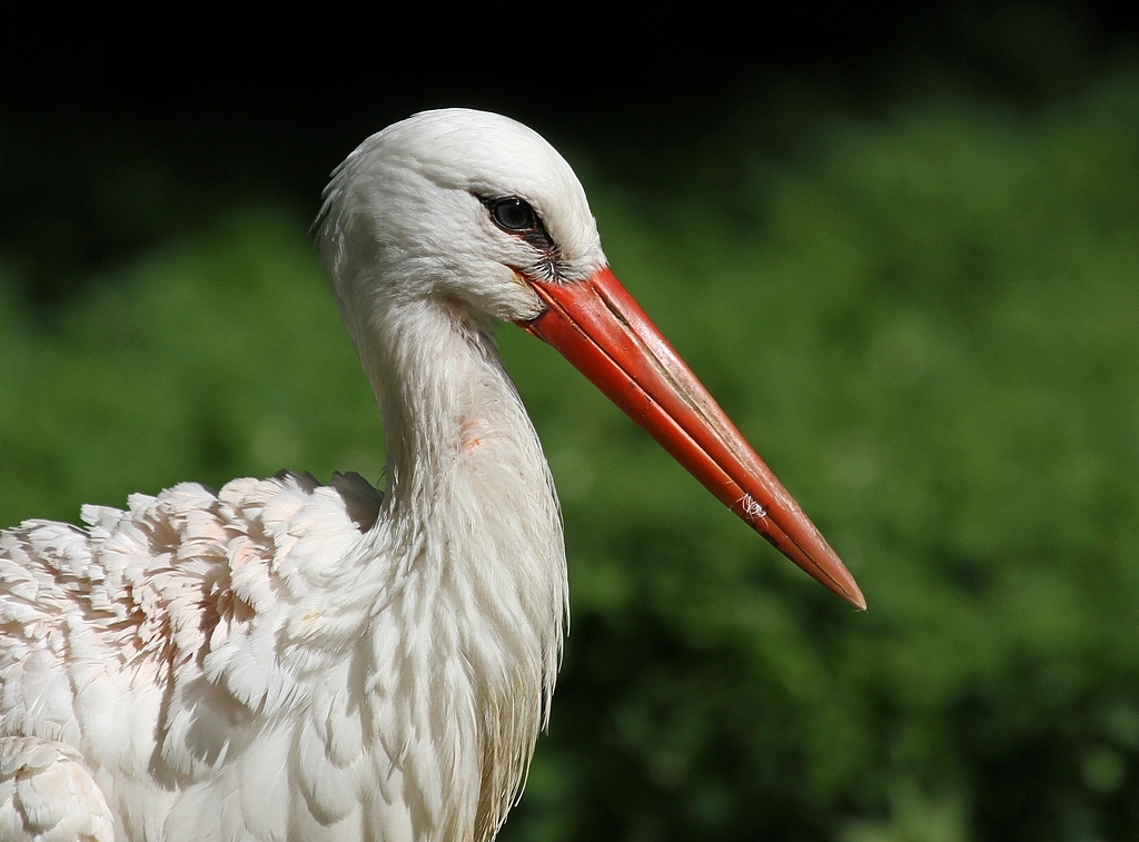  Adebar . Zoo Berlin. 16.07.2012