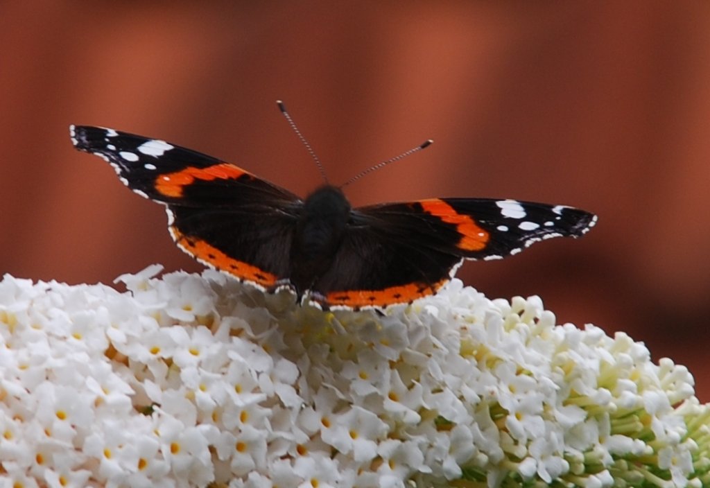 Admiral im Garten (OLDENBURG/Deutschland, 18.08.2007)