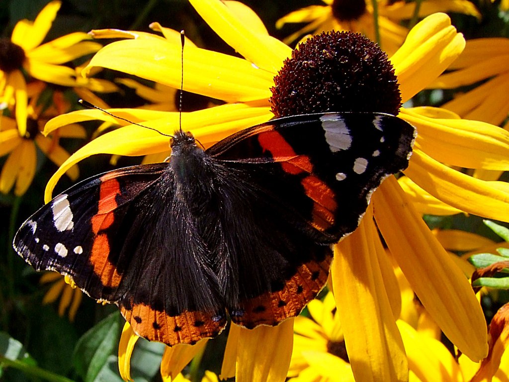 Admiral(Vanessa atalanta) geniesst die Sptsommerlichen Sonnenstrahlen;110907